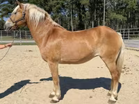 Mare, Haflinger — photo 1