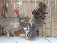 Chickens — फ़ोटो 4