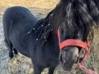 母马, Horses — 照片 2