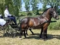 Cavalo, Hungarian horse breed — foto 4