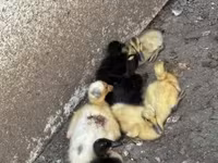 Ducks — photo 2