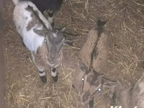 Cabra, Dutch Landrace goats