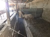 Kos, Rhon sheep — 3. fotó