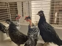 Japanese Bantam — photo 5