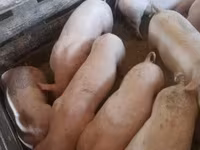 मादा सूअर, Крупная белая — फ़ोटो 3