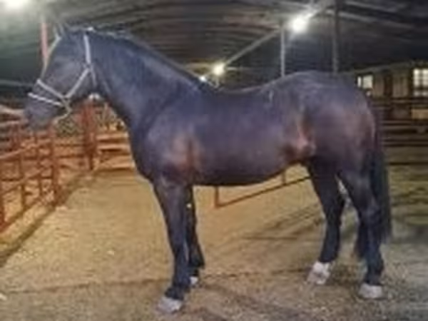 Айғыр, Nonius horse