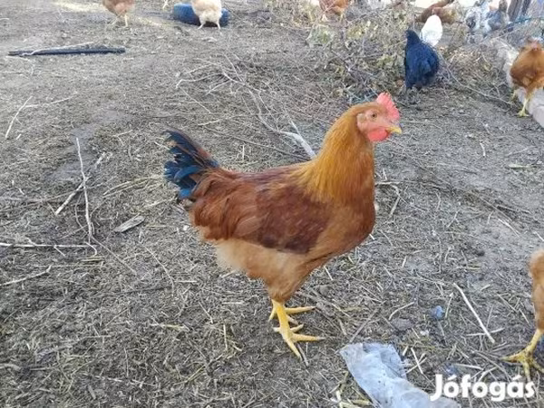 نيو هامبشير رِد — هنغاريا