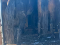 Cheval, Chevaux — photo 1