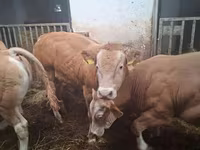 Bika, Blonde d’Aquitane cattle — 3. fotó