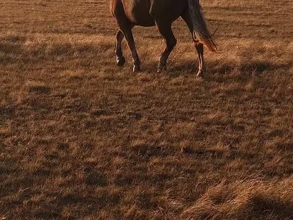 Kůň, Altai horse
