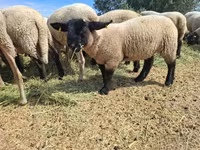 Sheep, White Suffolk sheep — photo 7