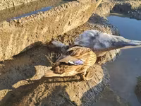 Ducks — zdjęcie 3