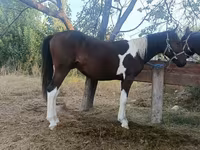 घोड़ी, Kyrgyz Horse — फ़ोटो 4