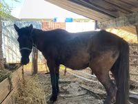 Égua, Cavalos — foto 1