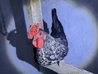 galinha dinamarquesa — foto 1