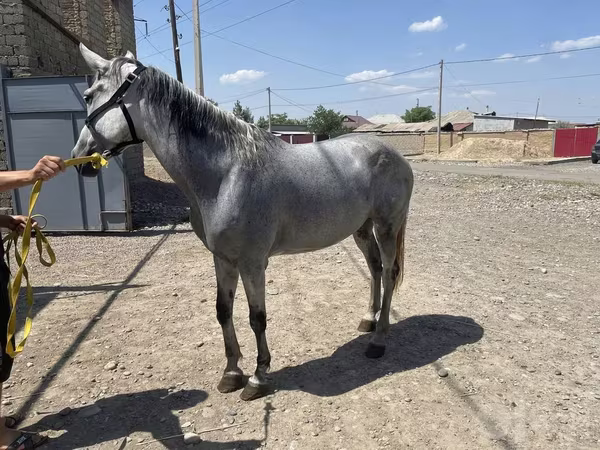 Kanca, Orlov Trotter