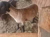 كبش, White Suffolk sheep — الصورة 3