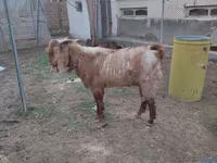 Bak, Beetal goats — 1. fotó