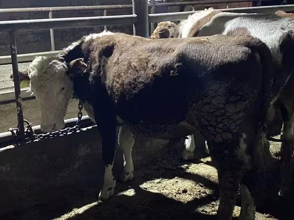 Bika, Latvian Blue cattle