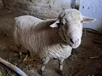 Kos, Merino sheep — 5. fotó