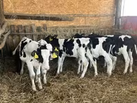 Bulle, Russian Black pied cattle — Foto 4