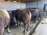 ثور, Swiss cattle — الصورة 2