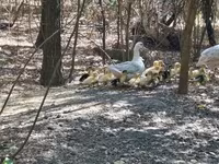 Ducks — photo 1