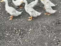 Ducks — photo 2
