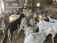 Keçilər (partiya, cinsi göstərilməyib), Keçilər — foto 2