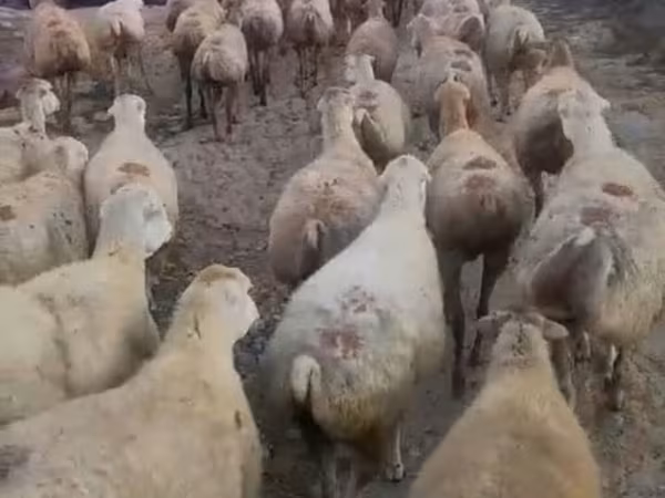 Brebis, Daglıс sheep
