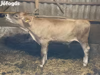 ثور, Swiss cattle — الصورة 4