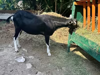 Cabro, Alpine goat — foto 3