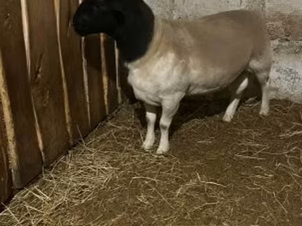 Sheep, Dorper sheep