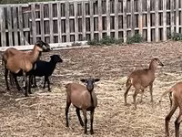 Schaf, Cameroon sheep — Foto 2