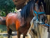 母马, Horses — 照片 1