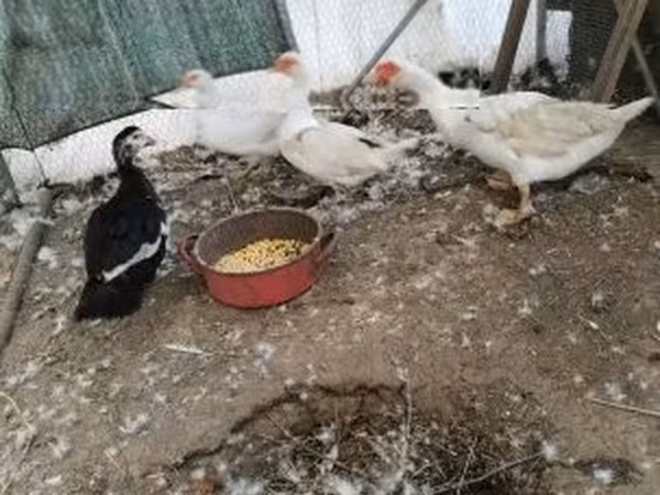 Ducks