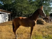 Égua, Dutch warmblood horse — foto 5