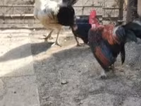 Chickens — الصورة 3