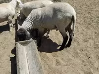 Widder, Tsigai sheep — Foto 2