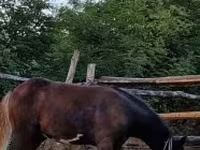 Caballo, Caballos — foto 1