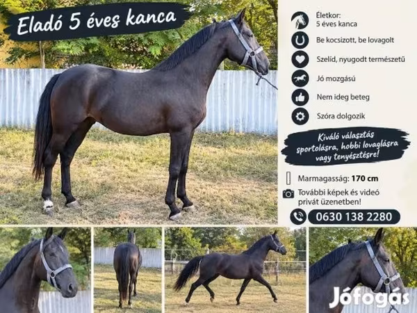 घोड़ी, Nonius horse