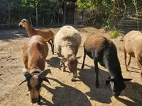 मेढ़ा, Cameroon sheep — फ़ोटो 1