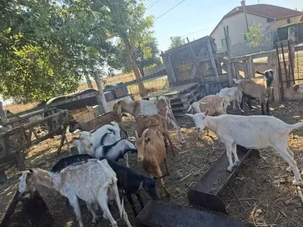 عنزة, Nubian Goat