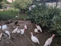 Turkeys — 3. fotó