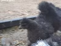 Silkie — photo 3
