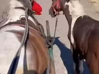 母马, Horses — 照片 6