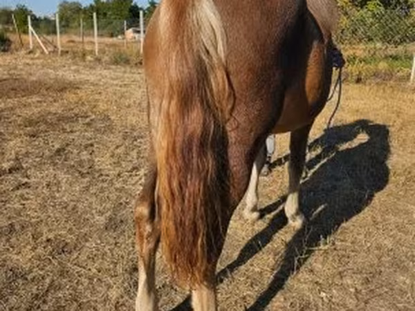 Kanca, Lovak