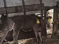 Krava, Charolais cattle — foto 2