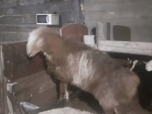 Kos, Hissar sheep