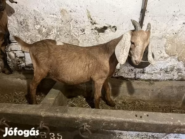 Bak, Nubian Goat
